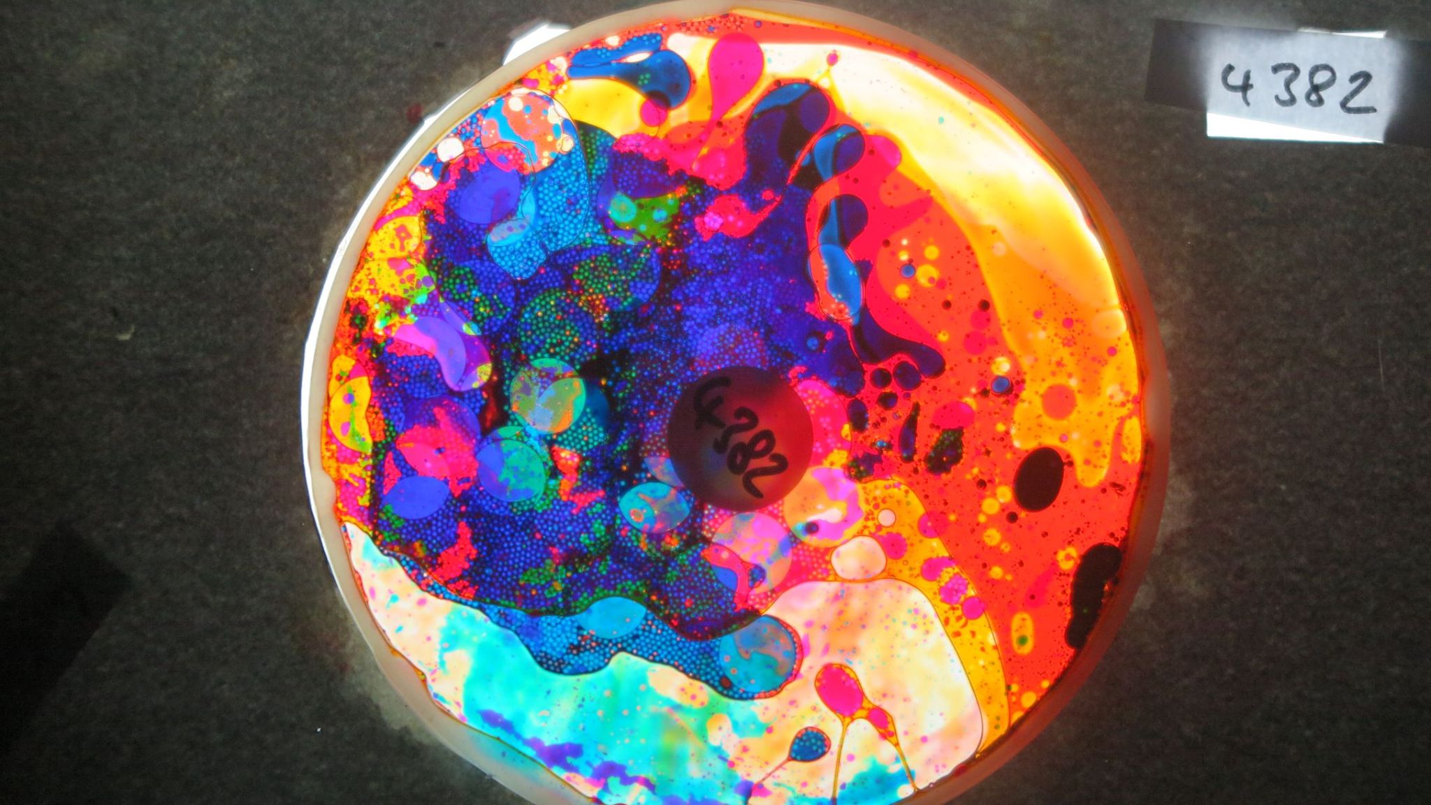 BV4382 bubble vision oil wheel